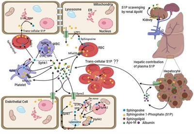 Sphingosine 1-Phosphate in Malaria Pathogenesis and Its Implication in Therapeutic Opportunities